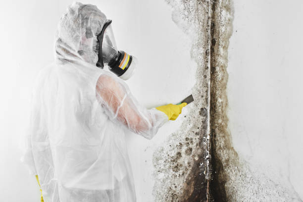 Best Home Mold Removal  in Marrero, LA