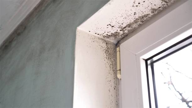 Home Mold Removal in Marrero, LA
