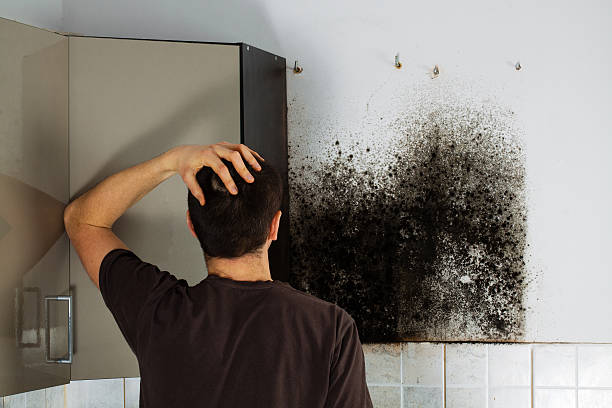 Best Professional Mold Removal  in Marrero, LA