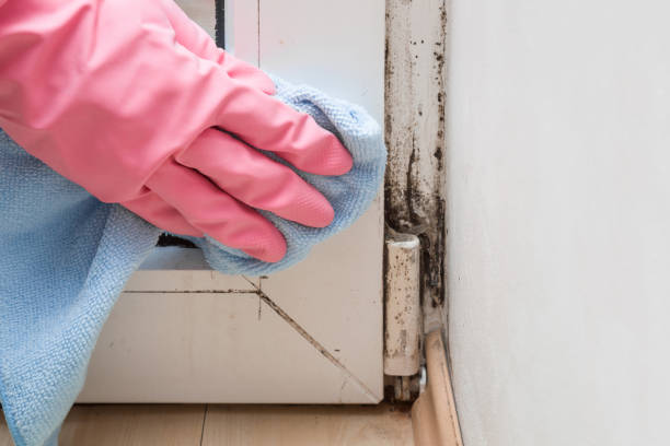 Best Residential Mold Removal  in Marrero, LA